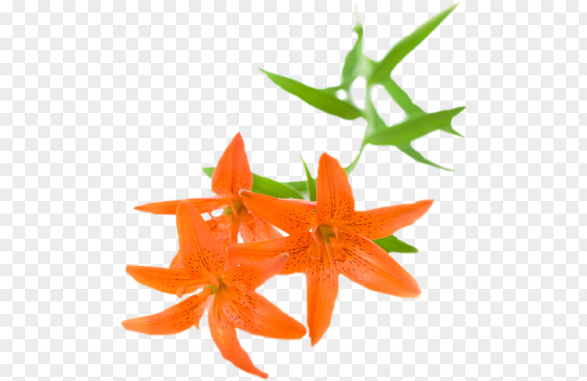 Flower Stock Photography Orange Lily PNG