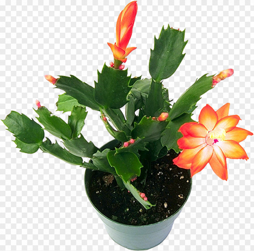 Flowering Cactus Houseplant Flowers Cactaceae PNG
