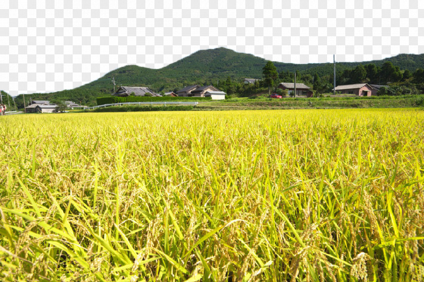 Harvested Rice Fields Download Icon PNG