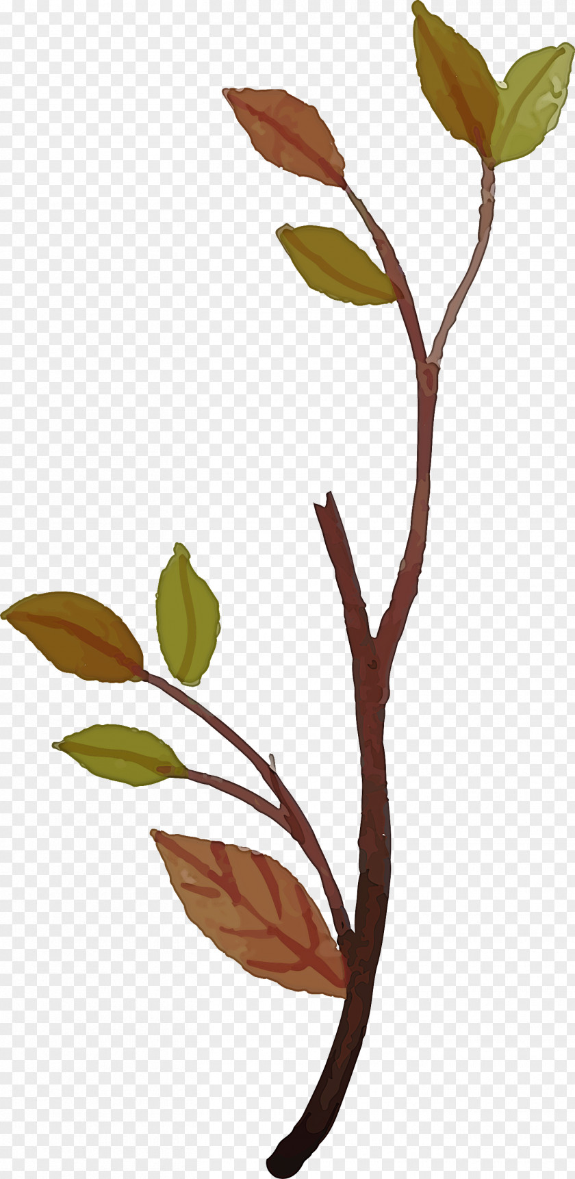 Leaf Plant Stem Twig Tree Flower PNG