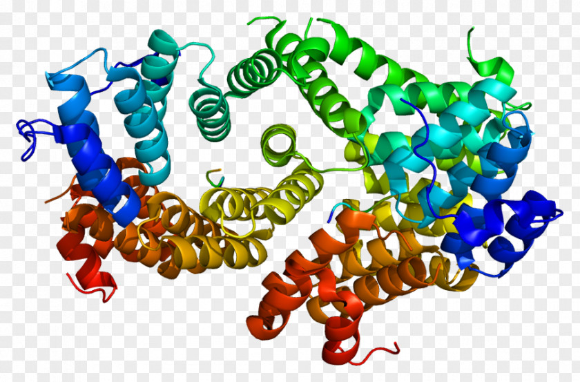 Peroxisome Proliferatoractivated Receptor PEX5 Protein PEX12 Gene PNG