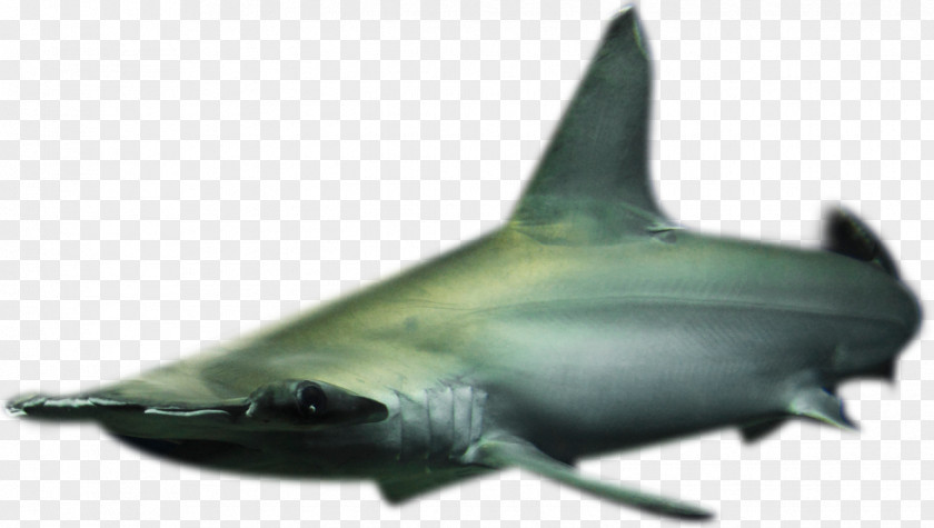 Requiem Sharks コベック（株） Seabed Marine Biology Mammal PNG