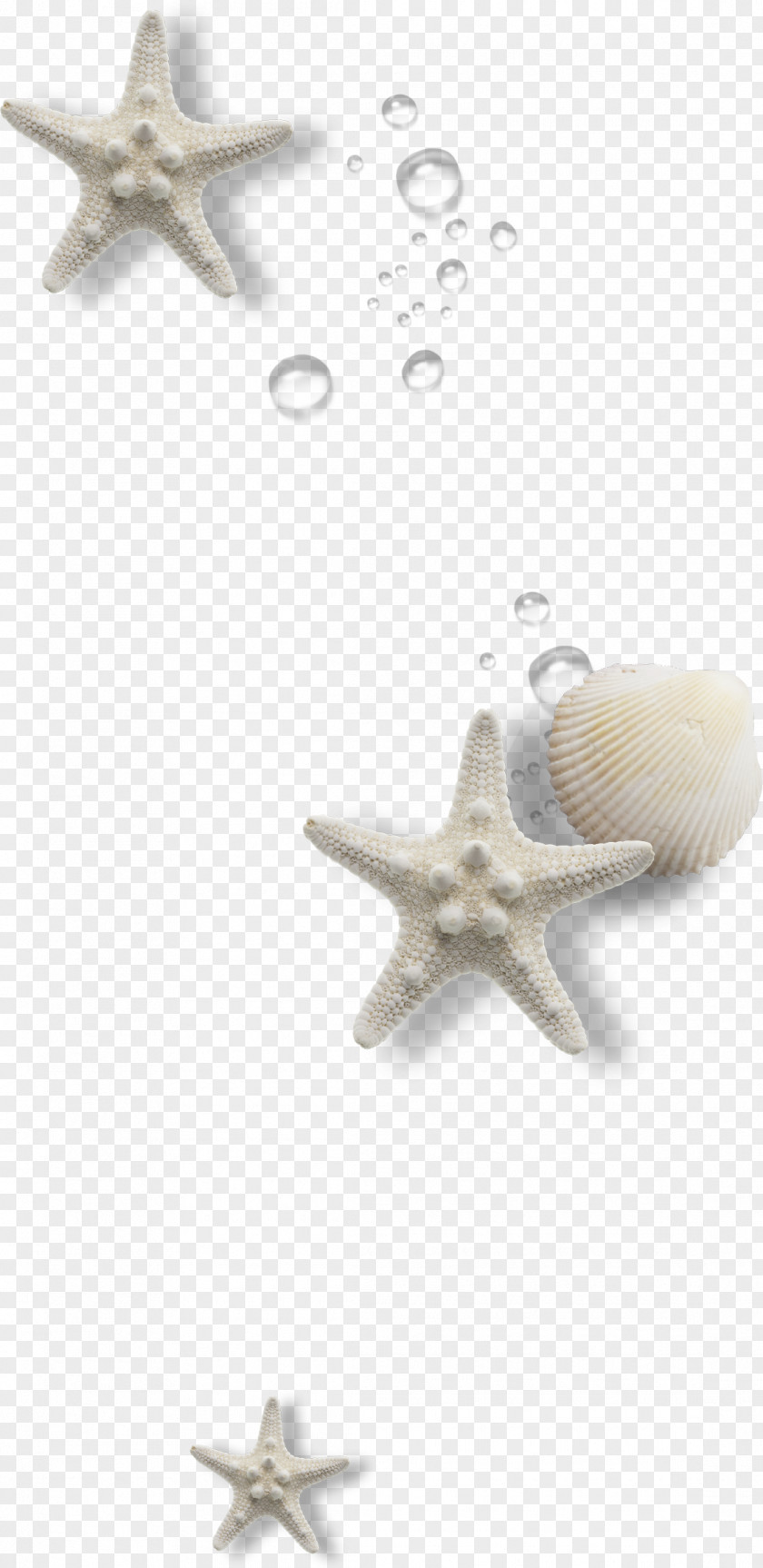 Shell PNG clipart PNG