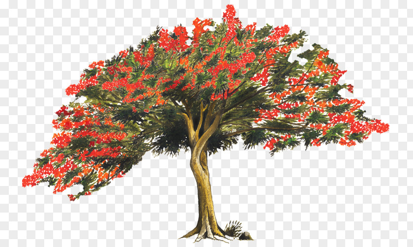 Arboles Tree Royal Poinciana Brachychiton Acerifolius Legend Light PNG