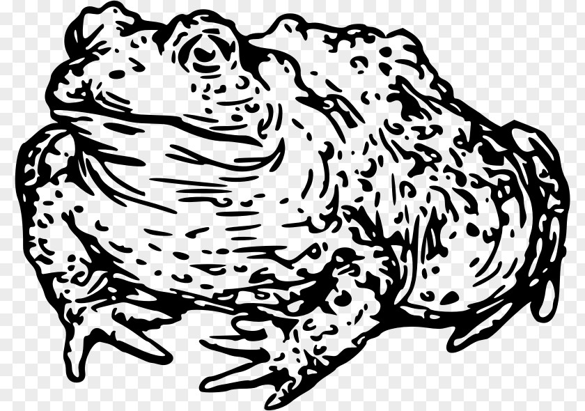 Cat Toad Black And White Frog Clip Art PNG