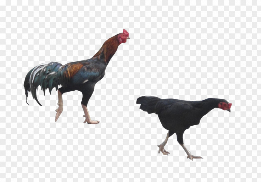 Chicken Rooster DeviantArt Digital Art PNG