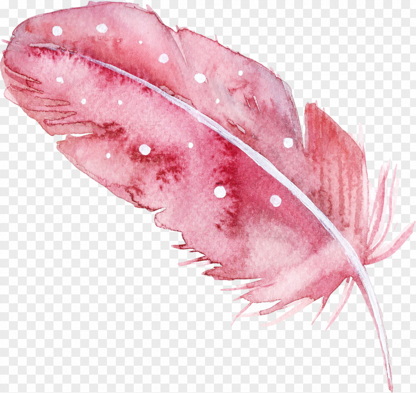 Feather PNG