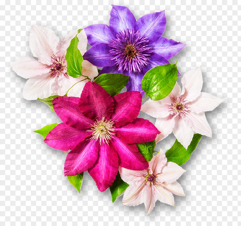 Flower Cut Flowers Floral Design Garden Clematis Viticella PNG