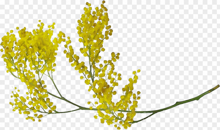 Goldenrod Plant Stem Flower Yellow Branch Leaf PNG