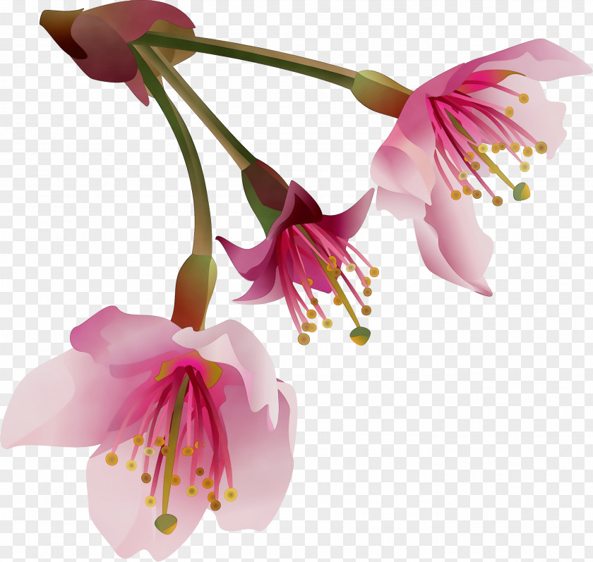 Honeysuckle Pedicel Flower Flowering Plant Pink Petal PNG