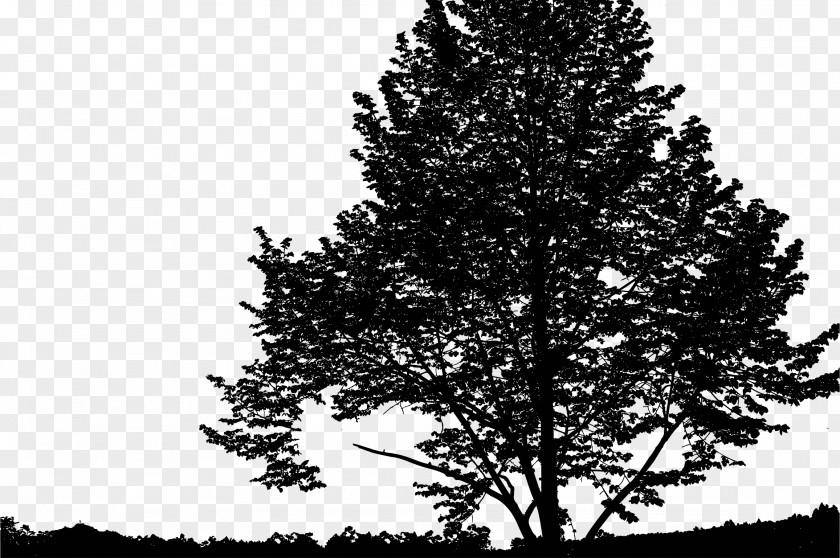 Nature Silhouette Spruce Landscape PNG