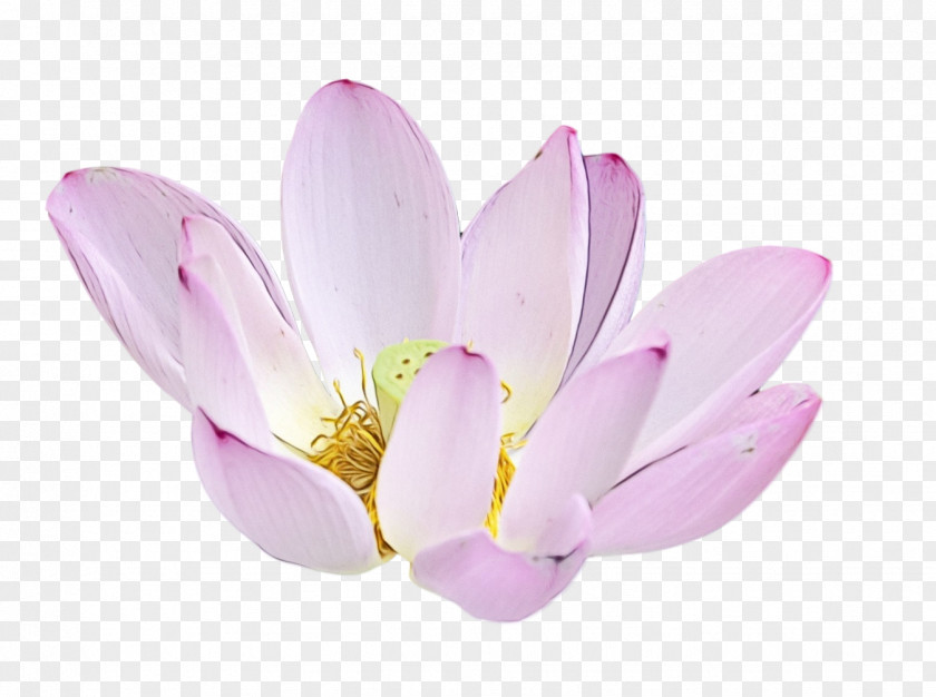 Plants Sacred Lotus Aquatic Plant Flower Lilac PNG