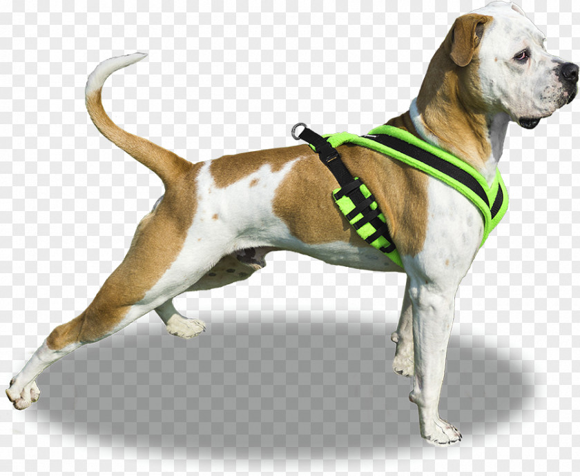Puppy Dog Breed English Foxhound Boxer Moscow Watchdog Dachshund PNG