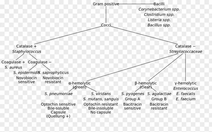 Streptococcus Agalactiae Gram-positive Bacteria Gram Stain Wikimedia Commons Gram-negative PNG