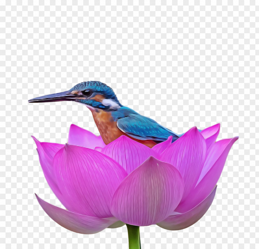Birds Petal Flower Beak Meter PNG