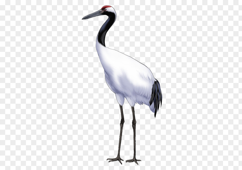 Crane Bird Download Icon PNG
