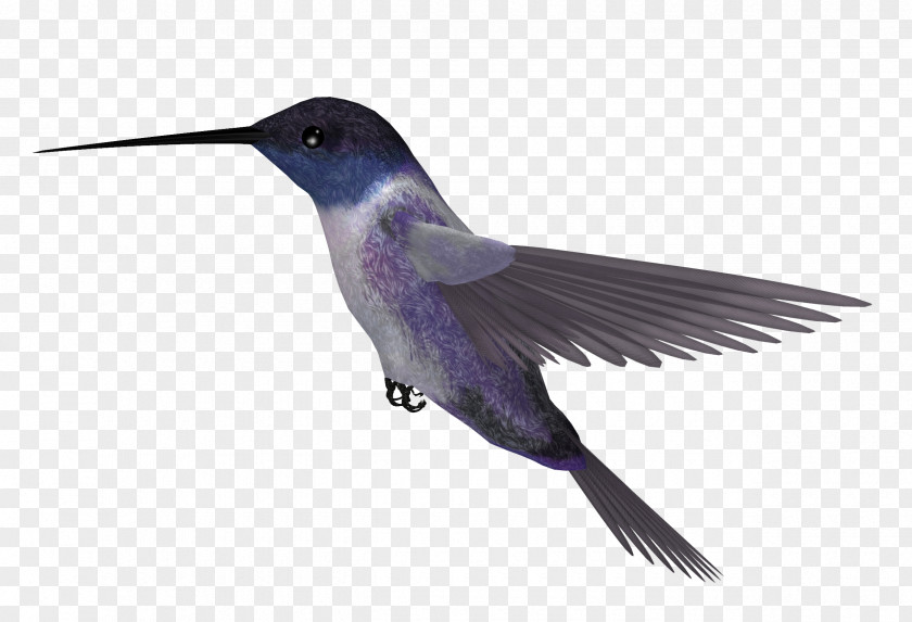 Hummingbird Picture Blue-throated Mountaingem Clip Art PNG
