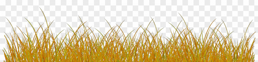 Plant Grass Yellow Family PNG