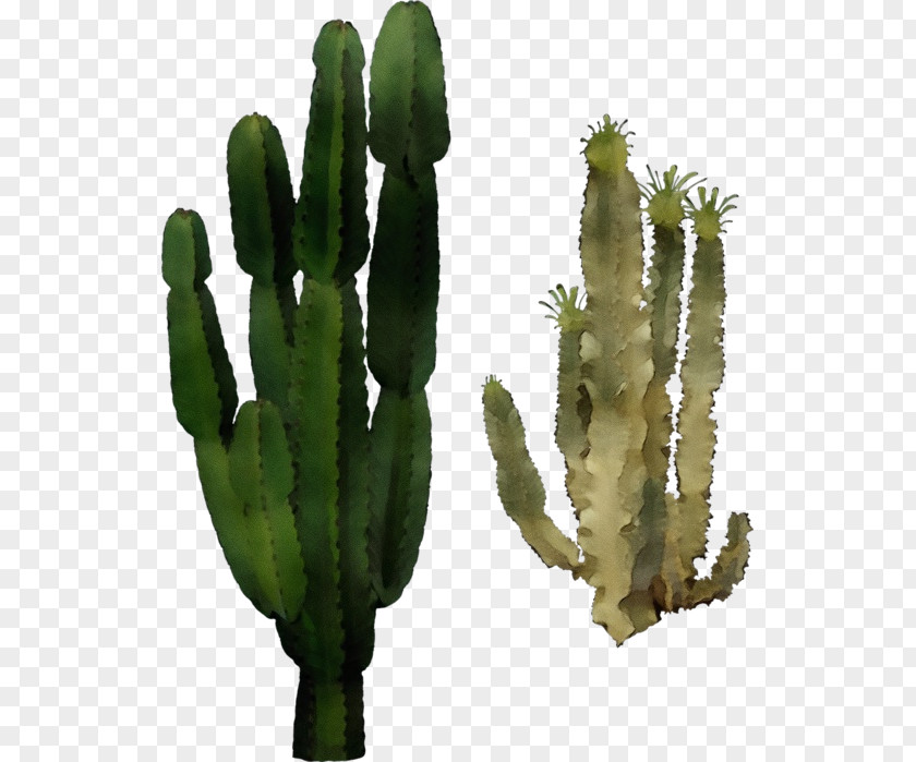 Plant Stem Hedgehog Cactus Watercolor Flower Background PNG