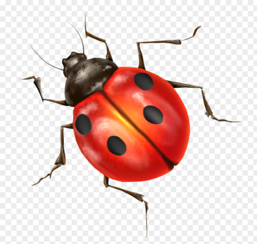 Red Ladybug Beetle Ladybird Clip Art PNG