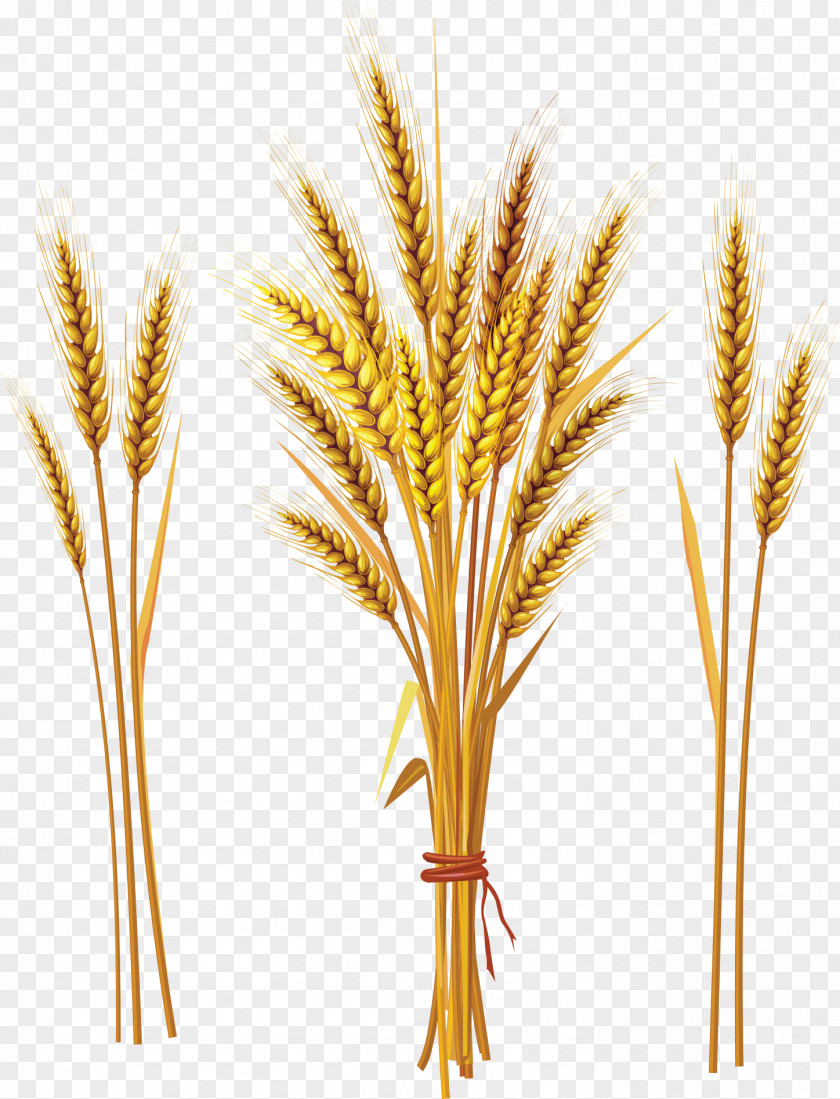 Wheat Common Cereal Ear Clip Art PNG
