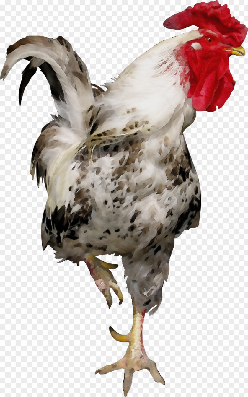 Wing Livestock Chicken Bird Rooster Beak Comb PNG