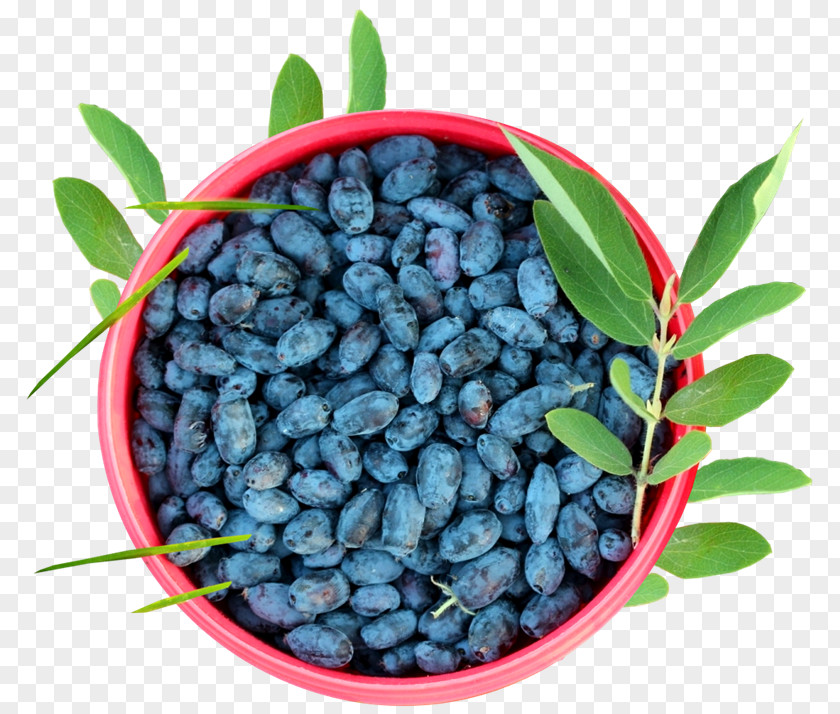 Blueberry Mors Juice Tyumenskiye Izvestiya, Gazeta Vegetarian Cuisine PNG