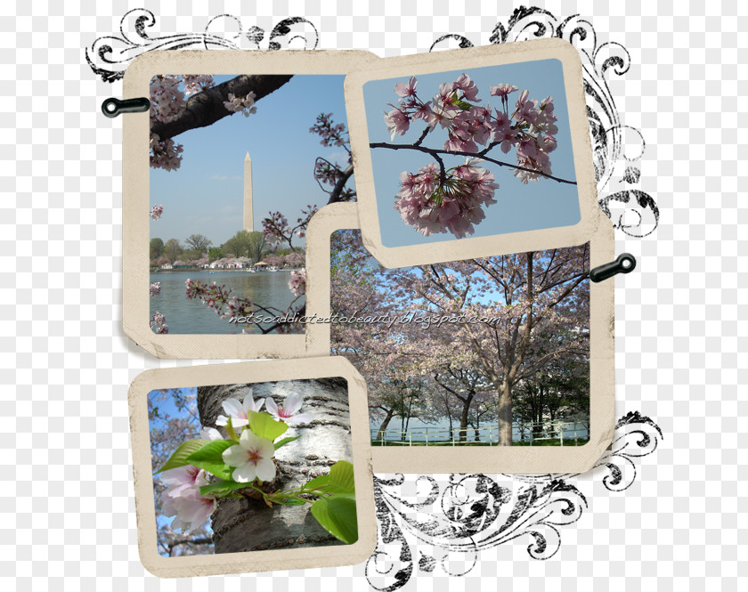 Cherry Tree Frame Blossom Blog Spring PNG