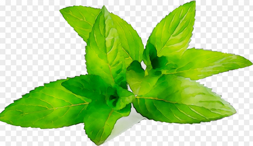 Herbalism Leaf PNG