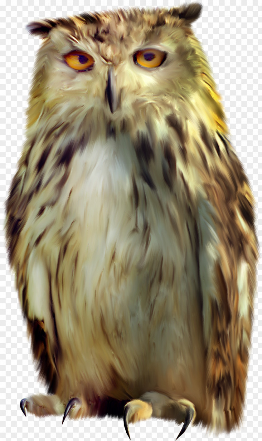 Baby Owl Tawny Bird Clip Art PNG