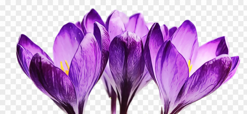 Crocus Violet Purple Flower Petal PNG