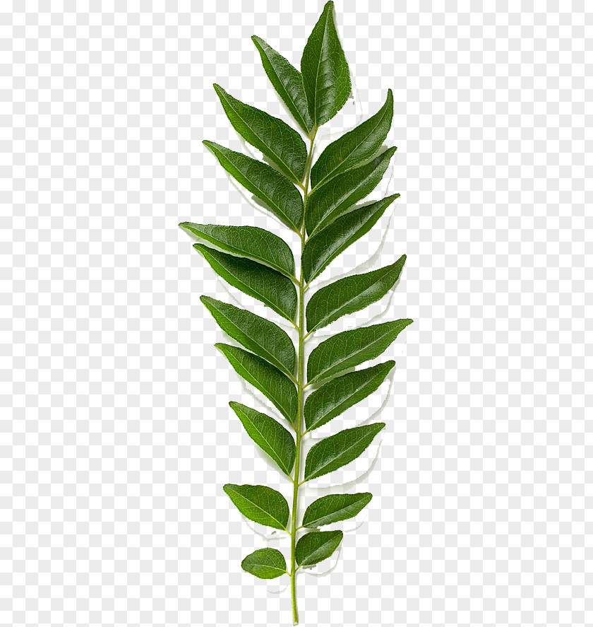 Leaf Stock Photography Curry Tree Royalty-free Image PNG