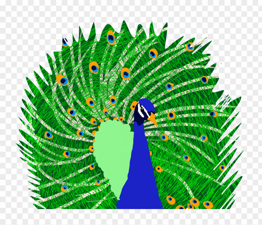 Peacock Leaf Plant Tree Organism PNG