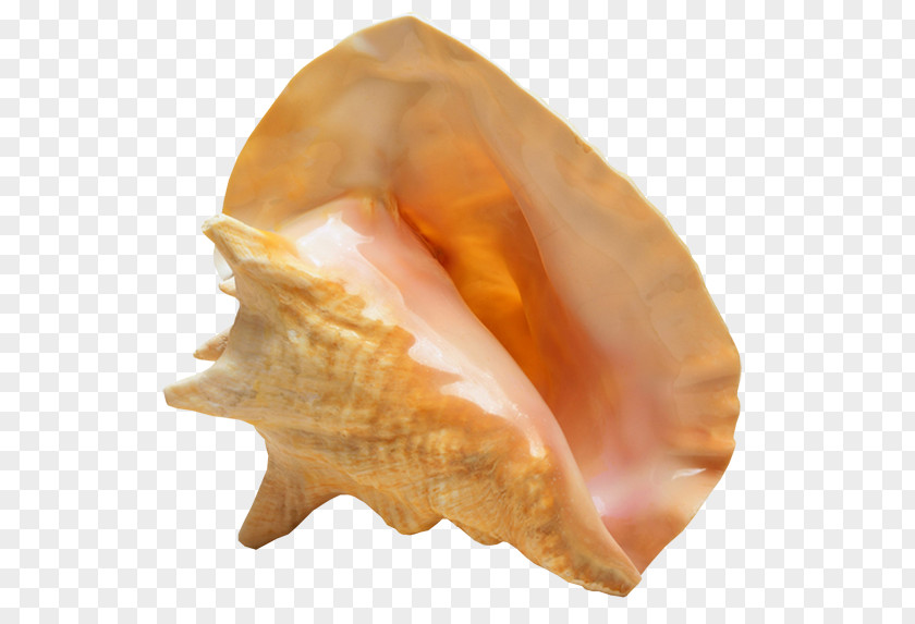 Portal E-wczasy.pl Biology Drawing SeaNice Conch Noclegi W Kou0142obrzegu PNG