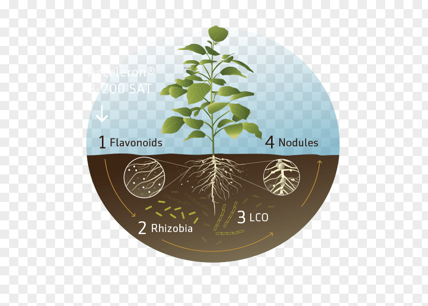 Soy Bean Seed Rhizobia Soybean Bradyrhizobium Japonicum Microbial Inoculant Crop PNG