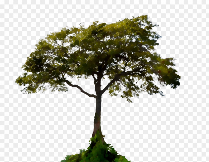 Stock Photography Image Tree PNG