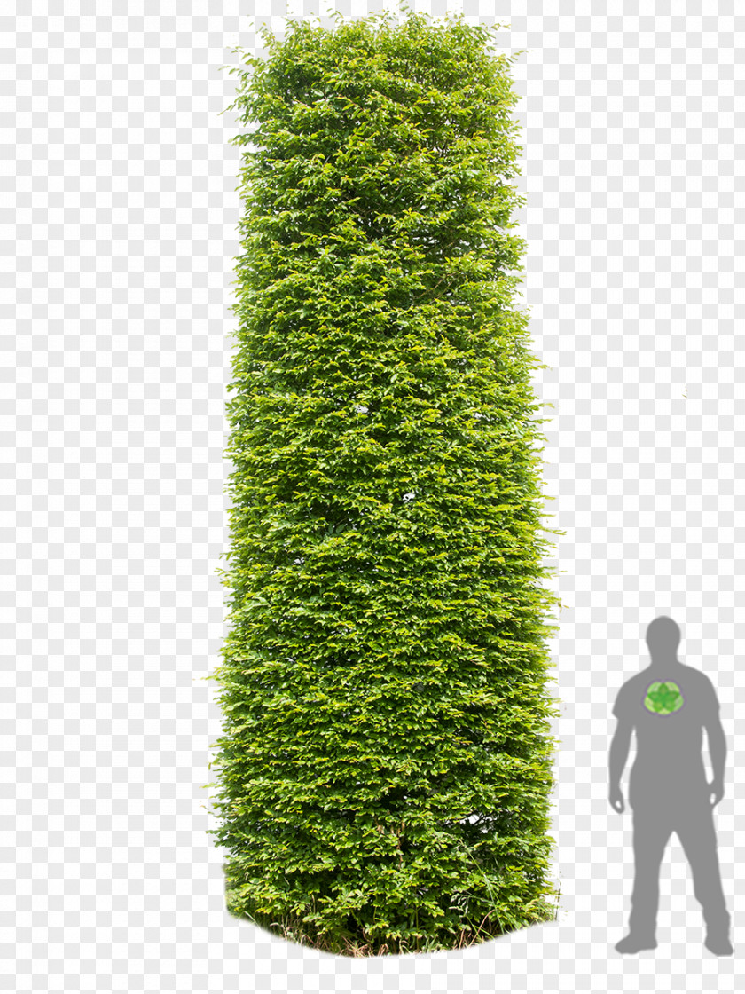 Tree English Yew European Hornbeam Hedge Column PNG