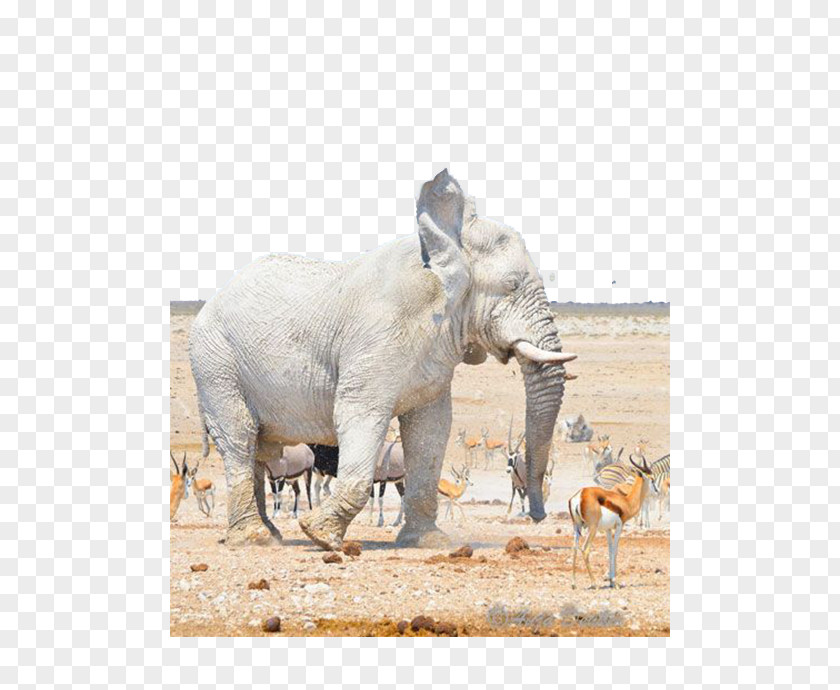White Elephant World Nebrownii Hills Like Elephants Etosha National Park PNG
