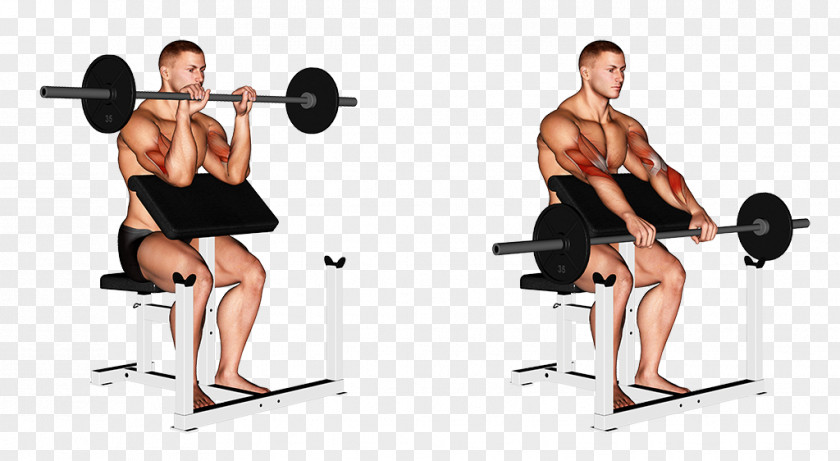 Biceps Curl Weight Training Barbell Exercise Wrist PNG