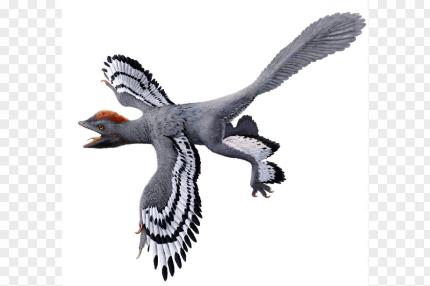 Bird Anchiornis Origin Of Birds Feathered Dinosaur PNG