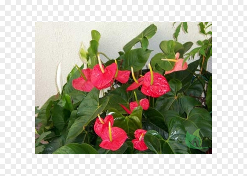 Flower Flowerpot Garden Anthurium Andraeanum Houseplant PNG