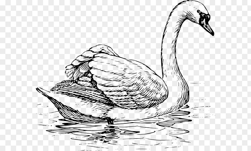 Swan Lake Drawing Bird Clip Art PNG