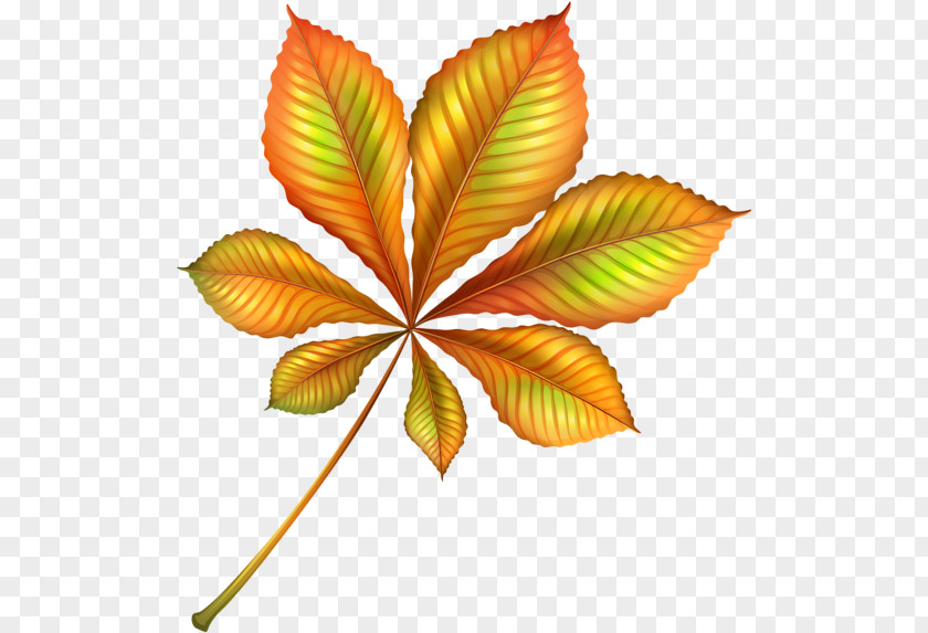 Symmetrical Leaf Clip Art Autumn Color Image PNG