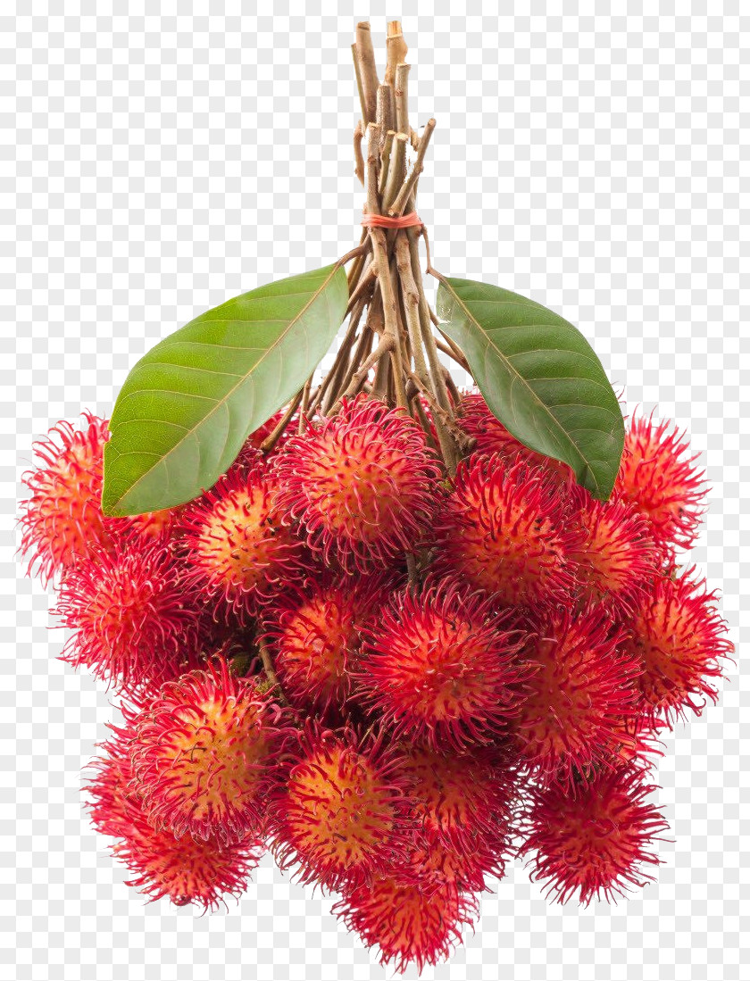 THILAND Rambutan Clip Art Fruit Image PNG