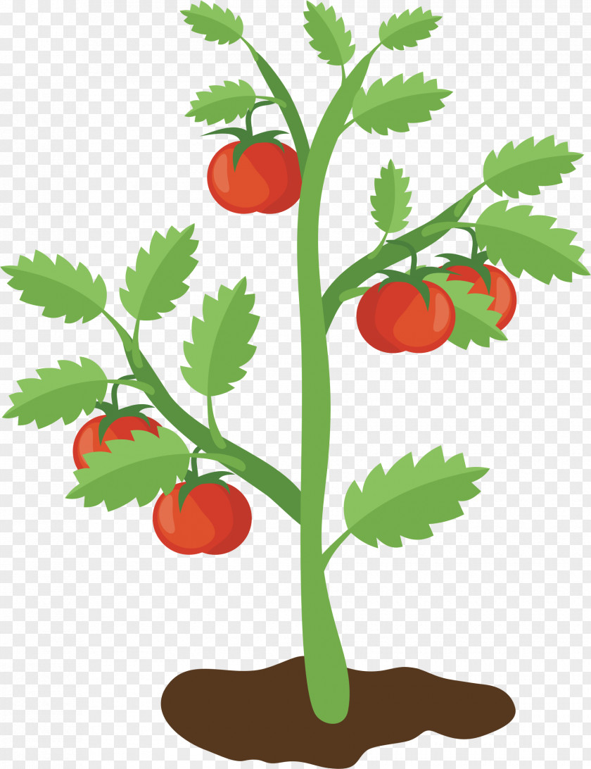 Tomato Fungus Clip Art Vector Graphics Cherry Food Image PNG