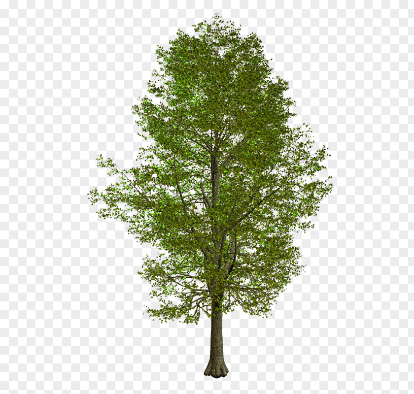 Tree Branch American Sycamore Clip Art PNG