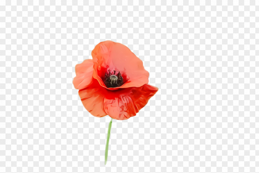 Tulip Anemone Blossom Background PNG