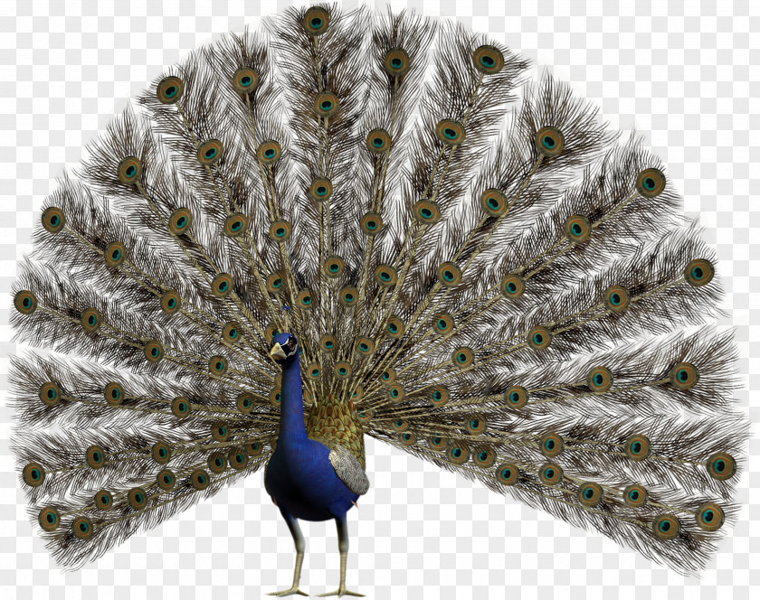 Bird Pavo Asiatic Peafowl Feather PNG