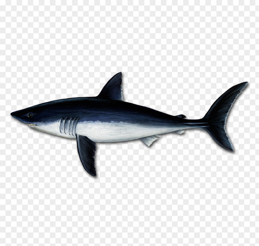 Facebook Lik Great White Shark Tiger Mackerel Sharks Porbeagle Squaliform PNG