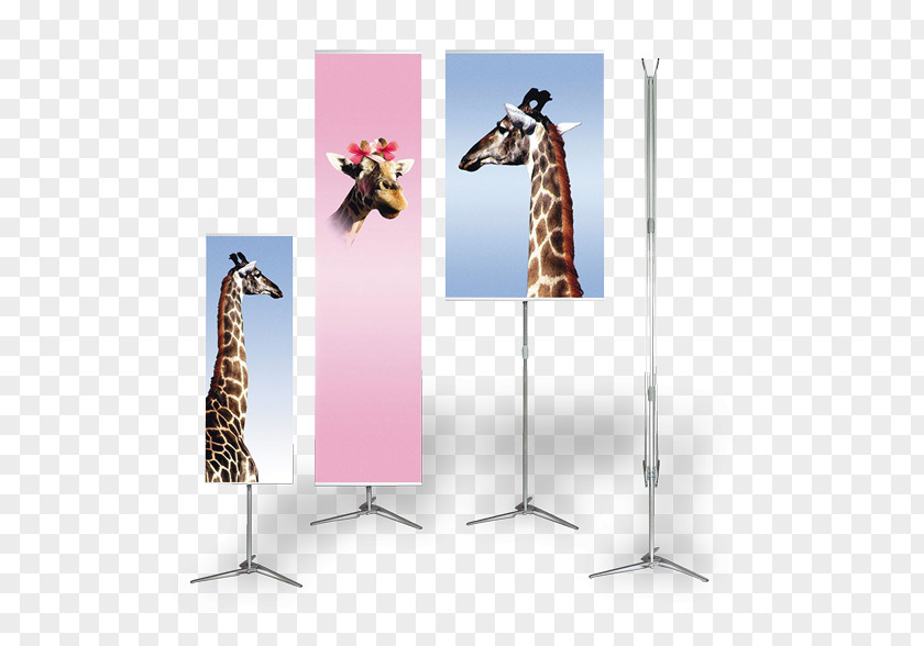 Flat Frame Giraffe Advertising PNG